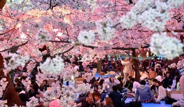 Interesting facts about Japan's cherry blossom festivals
