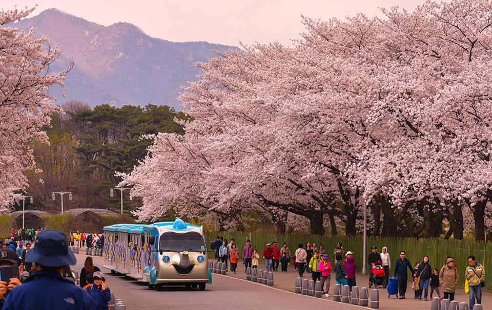 Top 5 places to see cherry blossoms in Seoul